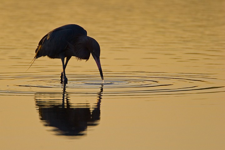 Rtelreiher Egretta rufescens Reddish Egret